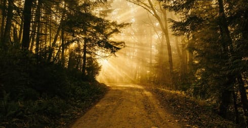 The Path to Conscience