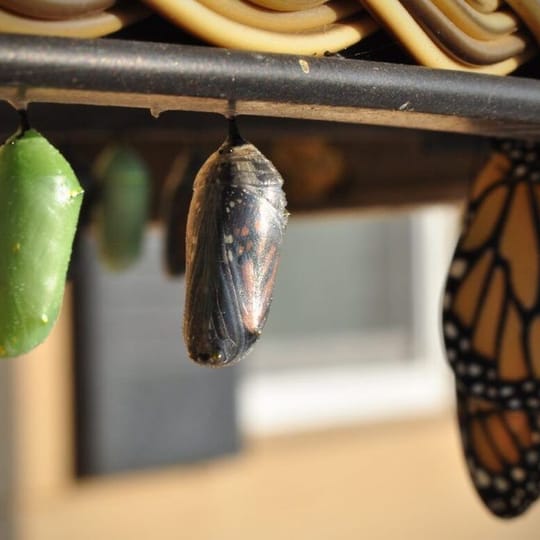 How to Change for Good